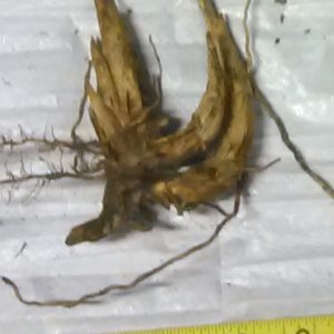 Five 1/2 Gallon Field Divisions