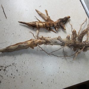 Single rhizomes