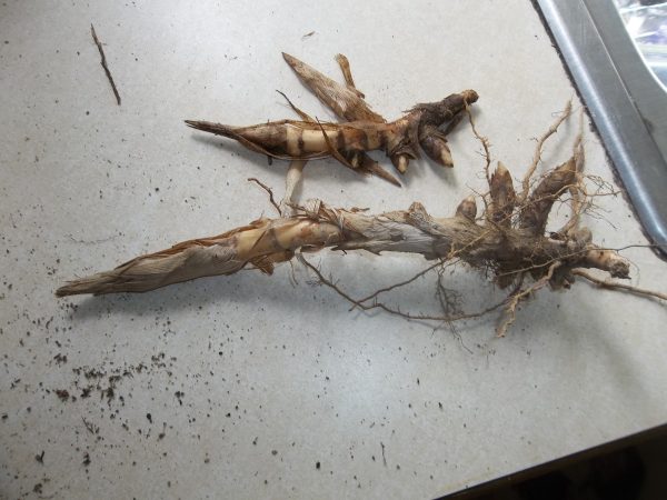 Single rhizomes