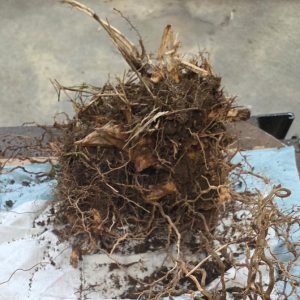 Five 1 Gallon Field Divisions