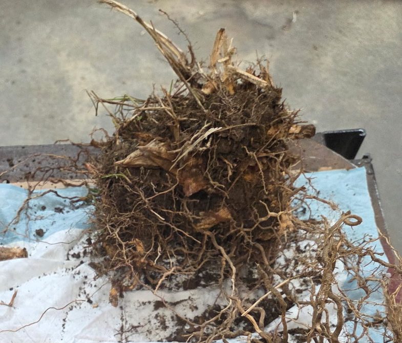 Five 1 Gallon Field Divisions